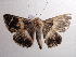  (Dysgonia rogenhoferi - NIBGE MOT-00392)  @13 [ ] Copyright (2010) Muhammad Ashfaq National Institute for Biotechnology and Genetic Engineering, Faisalabad, Pakistan