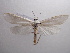  (Scirpophaga excerptalis - NIBGE MOT-00535)  @14 [ ] Copyright (2010) Muhammad Ashfaq National Institute for Biotechnology and Genetic Engineering, Faisalabad, Pakistan