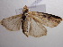  ( - NIBGE MOT-00562)  @14 [ ] Copyright (2010) Muhammad Ashfaq National Institute for Biotechnology and Genetic Engineering, Faisalabad, Pakistan