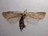  ( - NIBGE MOT-00599)  @13 [ ] Copyright (2010) Muhammad Ashfaq National Institute for Biotechnology and Genetic Engineering, Faisalabad, Pakistan