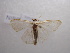  (Scopula AH03Ch - NIBGE MOT-00709)  @13 [ ] Copyright (2010) Muhammad Ashfaq National Institute for Biotechnology and Genetic Engineering, Faisalabad, Pakistan