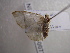 (Scopula PK01 - NIBGE MOT-00770)  @12 [ ] CreativeCommons - Attribution Non-Commercial Share-Alike (2010) Muhammad Ashfaq National Institute for Biotechnology and Genetic Engineering Faisalabad Pakistan