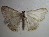  (Somatina anthophilata - NIBGE MOT-00795)  @13 [ ] CreativeCommons - Attribution Non-Commercial Share-Alike (2010) Muhammad Ashfaq National Institute for Biotechnology and Genetic Engineering Faisalabad Pakistan