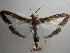  ( - NIBGE MOT-00808)  @13 [ ] CreativeCommons - Attribution Non-Commercial Share-Alike (2010) Muhammad Ashfaq National Institute for Biotechnology and Genetic Engineering Faisalabad Pakistan
