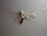  ( - NIBGE MOT-00881)  @12 [ ] CreativeCommons - Attribution Non-Commercial Share-Alike (2010) Muhammad Ashfaq National Institute for Biotechnology and Genetic Engineering Faisalabad Pakistan