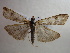  ( - NIBGE MOT-00937)  @13 [ ] CreativeCommons - Attribution Non-Commercial Share-Alike (2010) Muhammad Ashfaq National Institute for Biotechnology and Genetic Engineering Faisalabad Pakistan