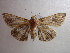  ( - NIBGE MOT-00960)  @13 [ ] CreativeCommons - Attribution Non-Commercial Share-Alike (2010) Muhammad Ashfaq National Institute for Biotechnology and Genetic Engineering Faisalabad Pakistan