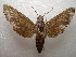  ( - NIBGE MOT-01038)  @14 [ ] CreativeCommons - Attribution Non-Commercial Share-Alike (2011) Muhammad Ashfaq National Institute for Biotechnology and Genetic Engineering Faisalabad Pakistan