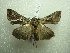  ( - NIBGE MOT-01416)  @12 [ ] CreativeCommons - Attribution Non-Commercial Share-Alike (2012) Muhammad Ashfaq National Institute for Biotechnology and Genetic Engineering Faisalabad Pakistan