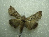  ( - NIBGE MOT-01419)  @12 [ ] CreativeCommons - Attribution Non-Commercial Share-Alike (2012) Muhammad Ashfaq National Institute for Biotechnology and Genetic Engineering Faisalabad Pakistan