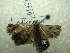  ( - NIBGE MOT-01423)  @12 [ ] CreativeCommons - Attribution Non-Commercial Share-Alike (2012) Muhammad Ashfaq National Institute for Biotechnology and Genetic Engineering Faisalabad Pakistan
