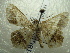  ( - NIBGE MOT-01445)  @13 [ ] CreativeCommons - Attribution Non-Commercial Share-Alike (2012) Muhammad Ashfaq National Institute for Biotechnology and Genetic Engineering Faisalabad Pakistan