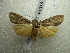  ( - NIBGE MOT-01510)  @14 [ ] CreativeCommons - Attribution Non-Commercial Share-Alike (2012) Muhammad Ashfaq National Institute for Biotechnology and Genetic Engineering Faisalabad Pakistan