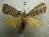  ( - NIBGE MOT-01513)  @13 [ ] CreativeCommons - Attribution Non-Commercial Share-Alike (2012) Muhammad Ashfaq National Institute for Biotechnology and Genetic Engineering Faisalabad Pakistan