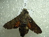 ( - NIBGE MOT-01540)  @12 [ ] CreativeCommons - Attribution Non-Commercial Share-Alike (2012) Muhammad Ashfaq National Institute for Biotechnology and Genetic Engineering Faisalabad Pakistan