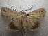  ( - NIBGE MOT-01633)  @14 [ ] CreativeCommons - Attribution Non-Commercial Share-Alike (2012) Muhammad Ashfaq National Institute for Biotechnology and Genetic Engineering Faisalabad Pakistan