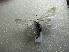 ( - NIBGE MOT-01677)  @12 [ ] CreativeCommons - Attribution Non-Commercial Share-Alike (2012) Muhammad Ashfaq National Institute for Biotechnology and Genetic Engineering Faisalabad Pakistan