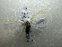  ( - NIBGE MOT-01683)  @12 [ ] CreativeCommons - Attribution Non-Commercial Share-Alike (2012) Muhammad Ashfaq National Institute for Biotechnology and Genetic Engineering Faisalabad Pakistan