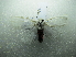  ( - NIBGE MOT-01684)  @12 [ ] CreativeCommons - Attribution Non-Commercial Share-Alike (2012) Muhammad Ashfaq National Institute for Biotechnology and Genetic Engineering Faisalabad Pakistan