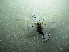  ( - NIBGE MOT-01685)  @12 [ ] CreativeCommons - Attribution Non-Commercial Share-Alike (2012) Muhammad Ashfaq National Institute for Biotechnology and Genetic Engineering Faisalabad Pakistan