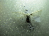  ( - NIBGE MOT-01686)  @12 [ ] CreativeCommons - Attribution Non-Commercial Share-Alike (2012) Muhammad Ashfaq National Institute for Biotechnology and Genetic Engineering Faisalabad Pakistan