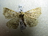  ( - NIBGE MOT-01818)  @12 [ ] CreativeCommons - Attribution Non-Commercial Share-Alike (2012) Muhammad Ashfaq National Institute for Biotechnology and Genetic Engineering Faisalabad Pakistan