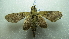  ( - NIBGE MOT-01958)  @13 [ ] CreativeCommons - Attribution Non-Commercial Share-Alike (2012) Muhammad Ashfaq National Institute for Biotechnology and Genetic Engineering Faisalabad Pakistan