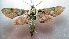  (Cechenena mirabilis - NIBGE MOT-01966)  @14 [ ] CreativeCommons - Attribution Non-Commercial Share-Alike (2012) Muhammad Ashfaq National Institute for Biotechnology and Genetic Engineering Faisalabad Pakistan