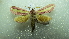  ( - NIBGE MOT-02004)  @14 [ ] CreativeCommons - Attribution Non-Commercial Share-Alike (2012) Muhammad Ashfaq National Institute for Biotechnology and Genetic Engineering Faisalabad Pakistan