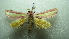  ( - NIBGE MOT-02008)  @13 [ ] CreativeCommons - Attribution Non-Commercial Share-Alike (2012) Muhammad Ashfaq National Institute for Biotechnology and Genetic Engineering Faisalabad Pakistan