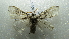  ( - NIBGE MOT-02049)  @12 [ ] CreativeCommons - Attribution Non-Commercial Share-Alike (2012) Muhammad Ashfaq National Institute for Biotechnology and Genetic Engineering Faisalabad Pakistan