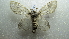  ( - NIBGE MOT-02053)  @13 [ ] CreativeCommons - Attribution Non-Commercial Share-Alike (2012) Muhammad Ashfaq National Institute for Biotechnology and Genetic Engineering Faisalabad Pakistan
