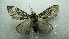  ( - NIBGE MOT-02064)  @12 [ ] CreativeCommons - Attribution Non-Commercial Share-Alike (2012) Muhammad Ashfaq National Institute for Biotechnology and Genetic Engineering Faisalabad Pakistan