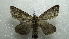  (Phalera PK02 - NIBGE MOT-02069)  @14 [ ] CreativeCommons - Attribution Non-Commercial Share-Alike (2012) Muhammad Ashfaq National Institute for Biotechnology and Genetic Engineering Faisalabad Pakistan