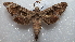  ( - NIBGE MOT-02089)  @13 [ ] CreativeCommons - Attribution Non-Commercial Share-Alike (2012) Muhammad Ashfaq National Institute for Biotechnology and Genetic Engineering Faisalabad Pakistan