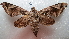  ( - NIBGE MOT-02093)  @13 [ ] CreativeCommons - Attribution Non-Commercial Share-Alike (2012) Muhammad Ashfaq National Institute for Biotechnology and Genetic Engineering Faisalabad Pakistan