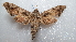  ( - NIBGE MOT-02094)  @13 [ ] CreativeCommons - Attribution Non-Commercial Share-Alike (2012) Muhammad Ashfaq National Institute for Biotechnology and Genetic Engineering Faisalabad Pakistan