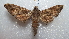  ( - NIBGE MOT-02095)  @14 [ ] CreativeCommons - Attribution Non-Commercial Share-Alike (2012) Muhammad Ashfaq National Institute for Biotechnology and Genetic Engineering Faisalabad Pakistan