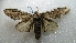  ( - NIBGE MOT-02109)  @13 [ ] CreativeCommons - Attribution Non-Commercial Share-Alike (2012) Muhammad Ashfaq National Institute for Biotechnology and Genetic Engineering Faisalabad Pakistan