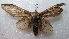  ( - NIBGE MOT-02110)  @13 [ ] CreativeCommons - Attribution Non-Commercial Share-Alike (2012) Muhammad Ashfaq National Institute for Biotechnology and Genetic Engineering Faisalabad Pakistan