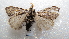  ( - NIBGE MOT-02140)  @12 [ ] CreativeCommons - Attribution Non-Commercial Share-Alike (2012) Muhammad Ashfaq National Institute for Biotechnology and Genetic Engineering Faisalabad Pakistan