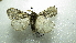  ( - NIBGE MOT-02141)  @12 [ ] CreativeCommons - Attribution Non-Commercial Share-Alike (2012) Muhammad Ashfaq National Institute for Biotechnology and Genetic Engineering Faisalabad Pakistan