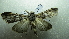  (Cucullia nigrifascia - NIBGE MOT-02247)  @13 [ ] CreativeCommons - Attribution Non-Commercial Share-Alike (2012) Muhammad Ashfaq National Institute for Biotechnology and Genetic Engineering Faisalabad Pakistan