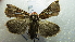  ( - NIBGE MOT-02278)  @13 [ ] CreativeCommons - Attribution Non-Commercial Share-Alike (2012) Muhammad Ashfaq National Institute for Biotechnology and Genetic Engineering Faisalabad Pakistan