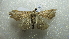  ( - NIBGE MOT-02320)  @12 [ ] CreativeCommons - Attribution Non-Commercial Share-Alike (2012) Muhammad Ashfaq National Institute for Biotechnology and Genetic Engineering Faisalabad Pakistan