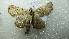 ( - NIBGE MOT-02321)  @12 [ ] CreativeCommons - Attribution Non-Commercial Share-Alike (2012) Muhammad Ashfaq National Institute for Biotechnology and Genetic Engineering Faisalabad Pakistan