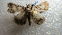  ( - NIBGE MOT-02390)  @13 [ ] CreativeCommons - Attribution Non-Commercial Share-Alike (2012) Muhammad Ashfaq National Institute for Biotechnology and Genetic Engineering Faisalabad Pakistan
