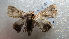  ( - NIBGE MOT-02391)  @13 [ ] CreativeCommons - Attribution Non-Commercial Share-Alike (2012) Muhammad Ashfaq National Institute for Biotechnology and Genetic Engineering Faisalabad Pakistan