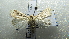  ( - NIBGE MOT-02446)  @13 [ ] CreativeCommons - Attribution Non-Commercial Share-Alike (2012) Muhammad Ashfaq National Institute for Biotechnology and Genetic Engineering Faisalabad Pakistan