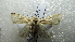  ( - NIBGE MOT-02454)  @12 [ ] CreativeCommons - Attribution Non-Commercial Share-Alike (2012) Muhammad Ashfaq National Institute for Biotechnology and Genetic Engineering Faisalabad Pakistan